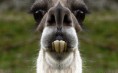 /album/fotogaleria/a051-funny-photos-jpg/