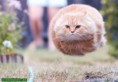 /album/fotogaleria/a-aaa-funny-fly-cat-jpg/
