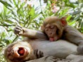 /album/fotogaleria/funny-animals-part282-01-jpg/