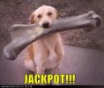 /album/fotogaleria/funny-dog-pictures-jpg/