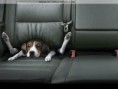 /album/fotogaleria/www-pet-wallpaper-com-funny-wallpaper-jpg/